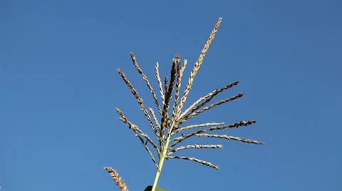 Corn Field in Summer, Full Grown, Research, Organic, Tassels CloseUp Stock Footage 8540393