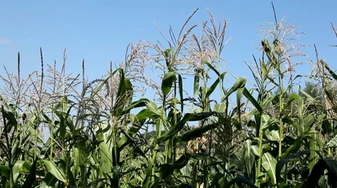 Corn Field in Summer, Full Grown, Research, Organic, Tassels CloseUp Stock Footage 8540506