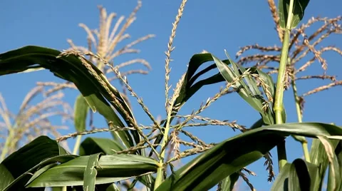 Corn Field in Summer, Full Grown, Research, Organic, Tassels CloseUp Stockbeeldmateriaal 8540607