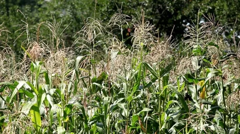 Corn Field in Summer, Full Grown, Research, Organic, Tassels CloseUp Stock Footage 8549227