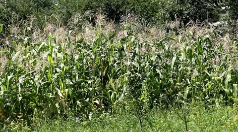 Corn Field in Summer, Full Grown, Research, Organic, Tassels CloseUp Stock Footage 8549245