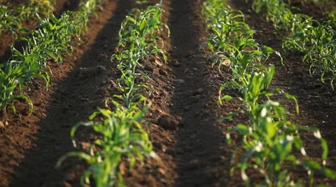 Corn Field in Summer, Full Grown, Farm, Research, Organic Agriculture, Farmer Stock Footage 12460363