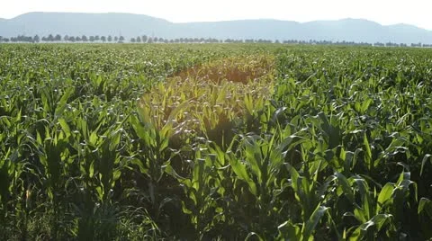 Corn Field in Summer, Full Grown, Research, Organic, Tassels CloseUp Vidéo 12460957