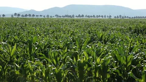 Corn Field in Summer, Full Grown, Research, Organic, Tassels CloseUp 動画素材 12461223