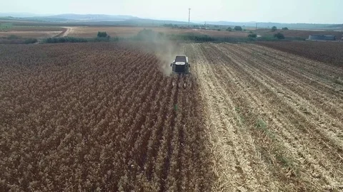 Corn field summer harvest Stock Footage 79110311