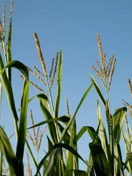Corn field at summer Foto stock