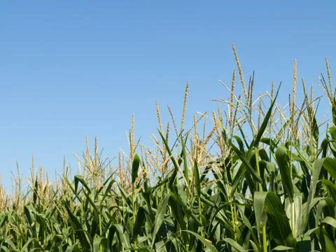 Corn field at summer Stock Photos