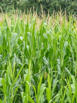 Corn field in summer Stock Photos