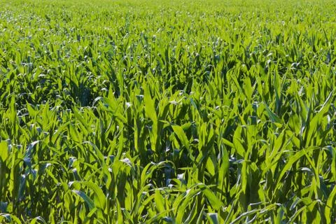 Corn field in the summer Foto stock
