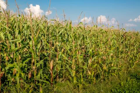 Corn field, summer Stock Photos