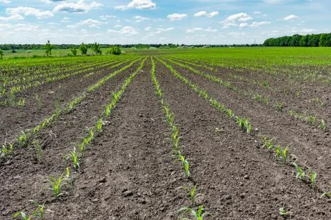 Corn field in summer Stock Photos