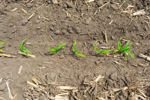 Corn field in summer Stock Photos