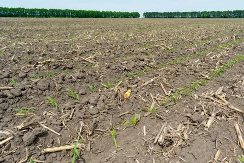 Corn field in summer Stock Photos