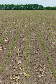 Corn field in summer Foto stock