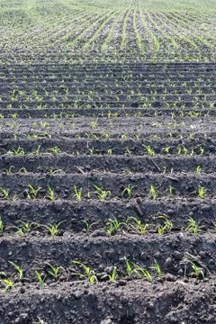 Corn field in summer Stock Photos