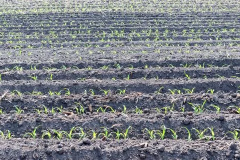 Corn field in summer Stock Photos