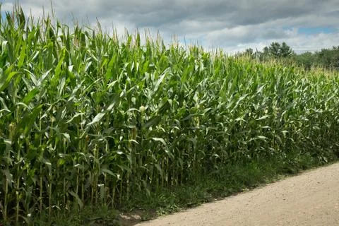 Corn Field in Summer Stock Photos