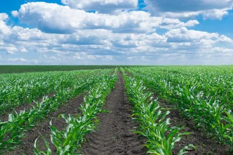Corn field in summer Stock Photos
