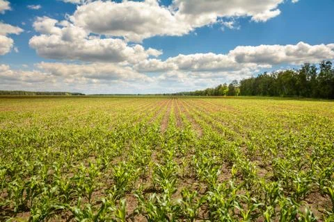 Corn field in the summer Stock Photos