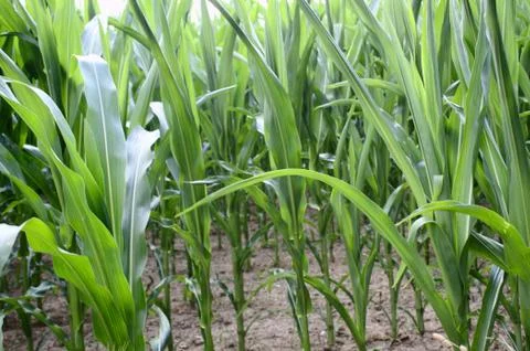 Corn field in the summer Stock Photos
