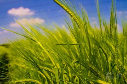 Corn field summer Foto stock