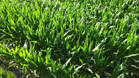 Corn field in the summer sunny day Stock Footage 200587862