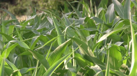 Corn field in summer.mp4 Vídeo Stock 26611626