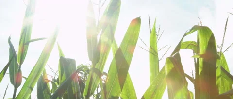 Corn FIELD SUN FLARE - Summer Stock Footage 54831614