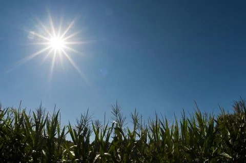 Corn field in the sun 스톡 사진
