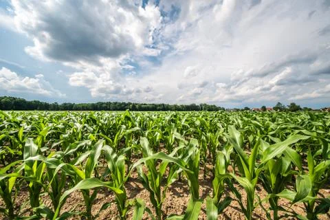 Corn field in a sun Stock Photos