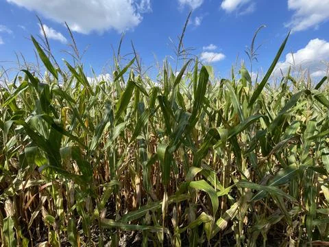 Corn field in the sun Stock Photos