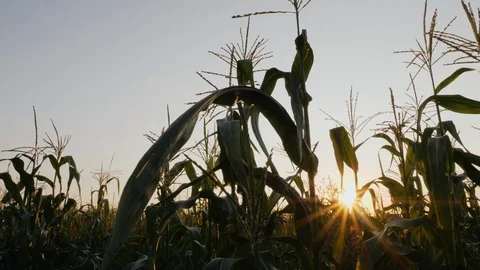 Corn field with sunbeams Stock Footage 113134198