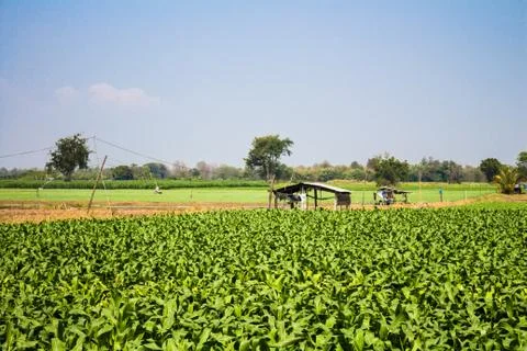 Corn field in sunlight day Foto stock