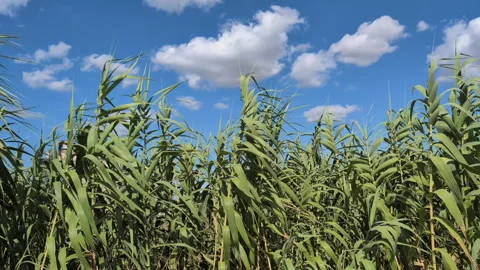 Corn field in a sunny day. Stock Footage 314224358