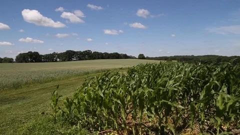 Corn field on sunny day panning Stock Footage 112308965