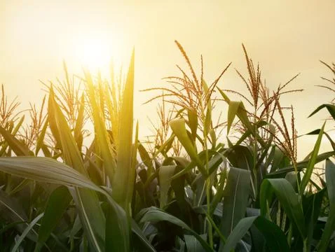 Corn field in sunrise Stock Photos