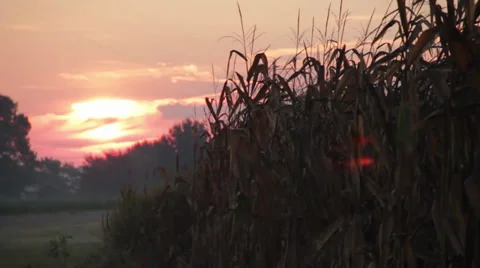 Corn field sunrise timelapse Stock Footage 29229234