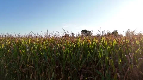 Corn Field Sunset 0001 Stock Footage 317371928