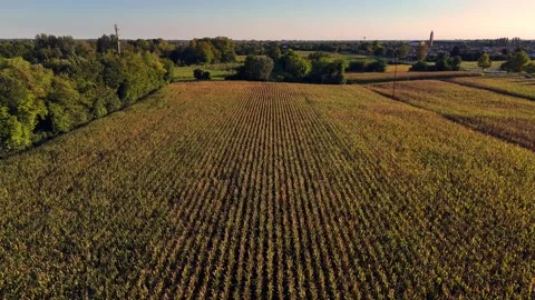 Corn Field Sunset 0002 Stock Footage 317370649