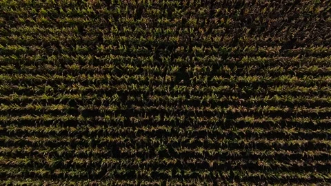 Corn Field Sunset 0003 Stock Footage 317371952