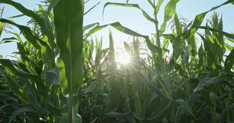 Corn field with sunset background. Sunlight streams through the wind-tossed corn Vídeos de archivo 144981116
