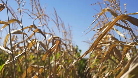 Corn field in sunset. Blue sky Stock-Footage 101795140