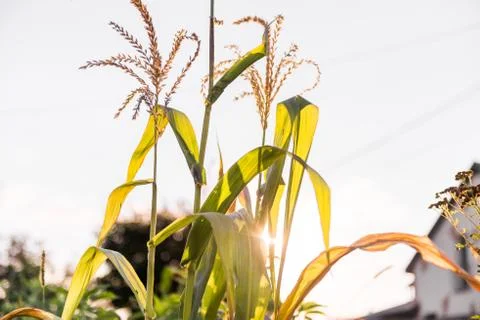 Corn field in sunset close up summer autumn harvest outdoors Stock Photos