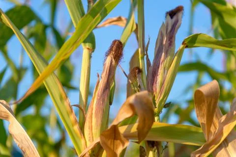 Corn field in sunset close up summer autumn harvest outdoors Stock Photos