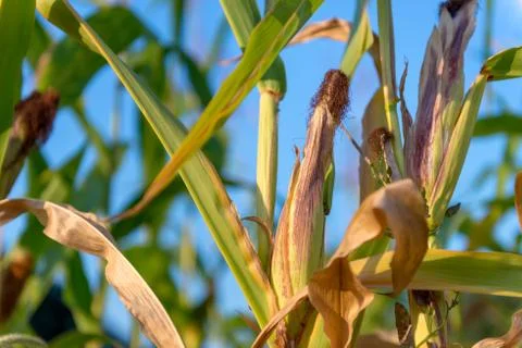 Corn field in sunset close up summer autumn harvest outdoors Stock Photos
