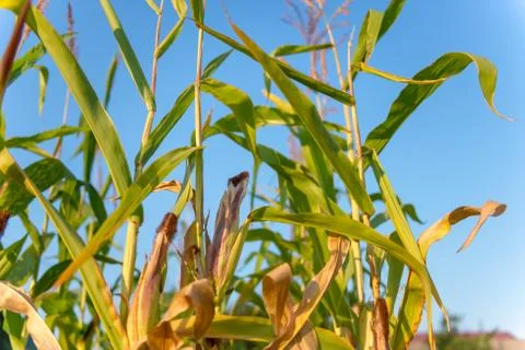 Corn field in sunset close up summer autumn harvest outdoors Stock Photos