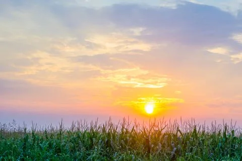 Corn field at sunset on a cloudy day Stock Photos