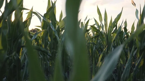 Corn field at sunset Corn cobs Harvesting on a farm Stock Footage 105217085