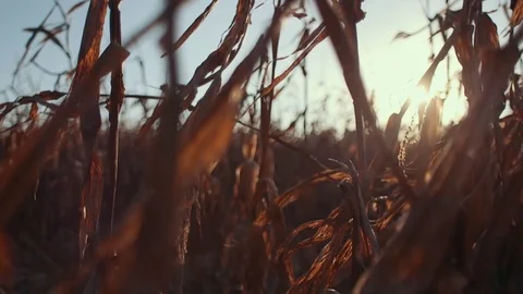 Corn Field at Sunset (Dolly Left) Stock Footage 81529961