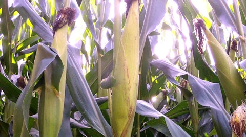 Corn field at sunset. Stock Footage 34030235
